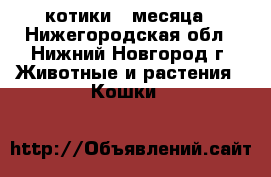 котики 3 месяца - Нижегородская обл., Нижний Новгород г. Животные и растения » Кошки   